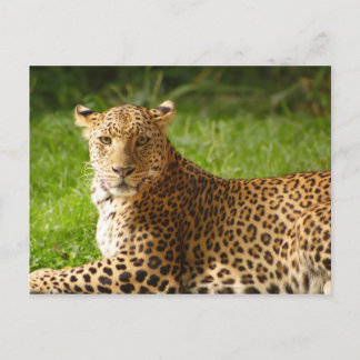 TecBoy Briefkaart - Leopard