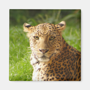TecBoy Magnet - Leopard Magneet