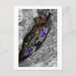 Technicolored Creature Briefkaart