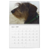 Teckel 2011 - calendrier personnalisable ! (Mar 2027)