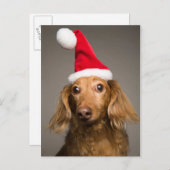 Teckel draagt kerstmuts feestdagenkaart (Voorkant / Achterkant)