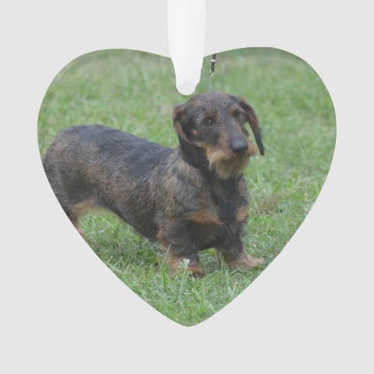 Teckel d'une chevelure de fil mignon (devant)