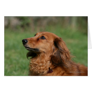 Teckel miniature aux cheveux longs 2