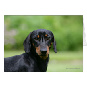 Teckel noir et bronzage 1 de Miniture