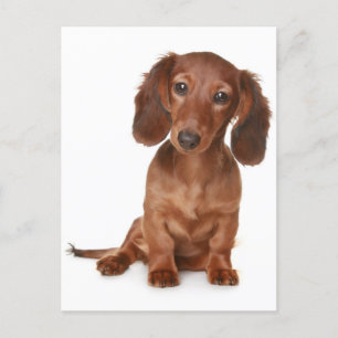 Teckel Puppy Dog Blank Briefkaart