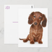 Teckel Puppy Dog Blank Briefkaart (Voorkant / Achterkant)