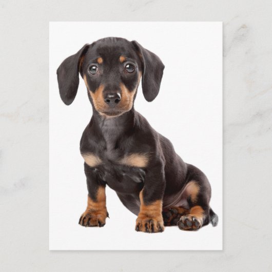 Teckel Puppy Dog Blank Briefkaart (Voorkant)