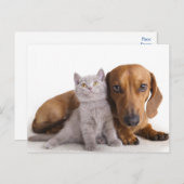 Teckel Puppy Hond & Kitten Blank Briefkaart (Voorkant / Achterkant)