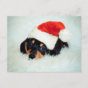 Teckel Puppy Kerstmis Feestdagenkaart
