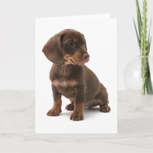Teckel Puppy Wenskaart Kaart (Voorkant)