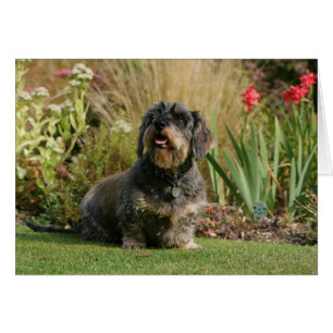 Teckel standard à poils durs