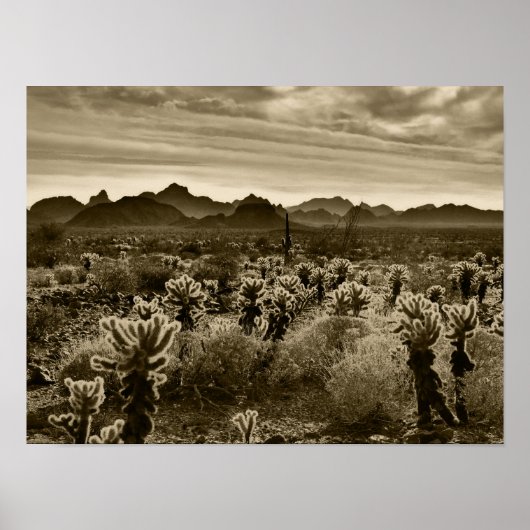 Teddy Bear Cactus Poster (Voorkant)