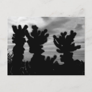 Teddy Bear Cholla Cactus Briefkaart