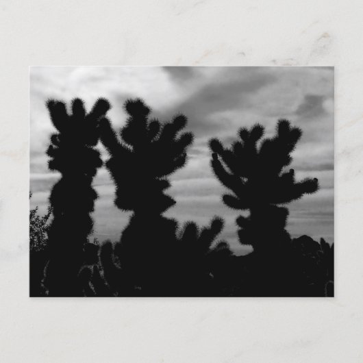 Teddy Bear Cholla Cactus Briefkaart (Voorkant)