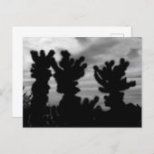 Teddy Bear Cholla Cactus Briefkaart (Voorkant / Achterkant)