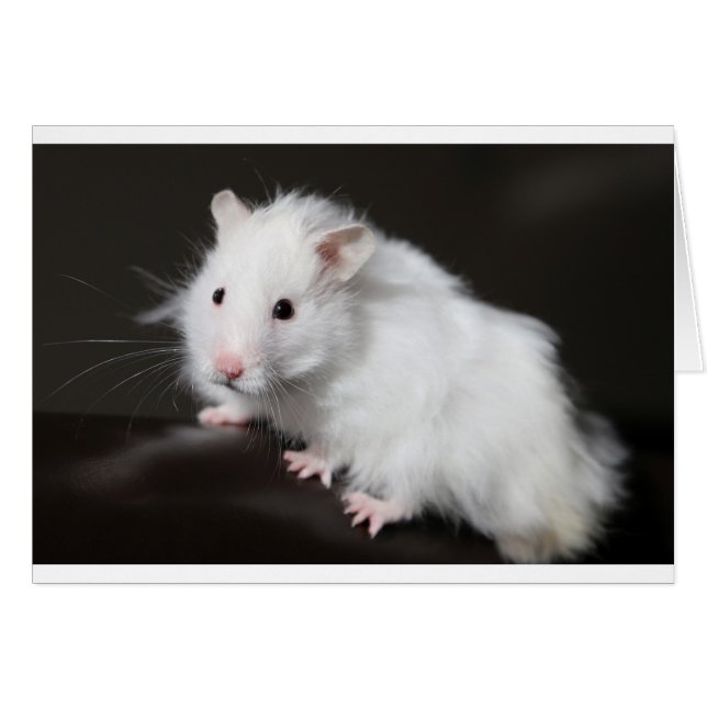 Teddy Bear Hamster (Voorkant Horizontaal)