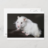 Teddy Bear Hamster Briefkaart (Voorkant / Achterkant)