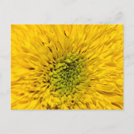 Teddy Bear Sunflower Briefkaart (Voorkant)