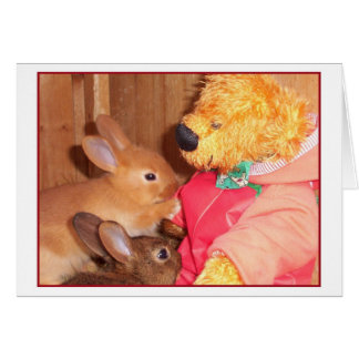 teddyberen houden van kleine baby konijnen