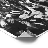 Teddy's Colts Poster (Hoek)