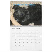 Teddy's First Standard Schnauzer Calendar 2009 Kalender (Mar 2026)