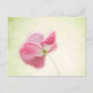 teder papaver briefkaart