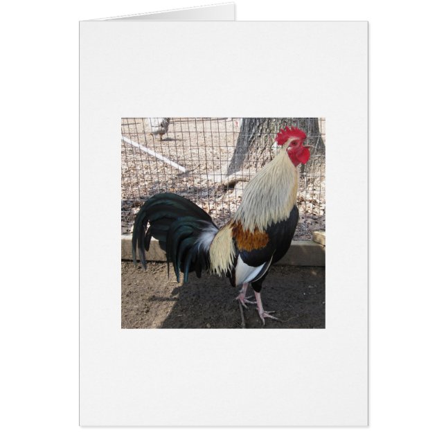 Teelt Gray Gamecock (Voorkant)