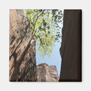 Teelt tussen rotsen in het natuurpark Zion Magneet