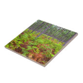 Teelt van gewone gebroken bomen (Pteridium Aquilin Tegeltje (Zijkant)