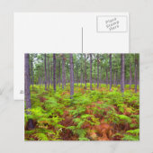 Teelt van gewone gebroken (teridium aquilinum) briefkaart (Voorkant / Achterkant)