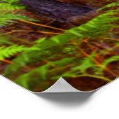 Teelt van gewone gebroken (teridium aquilinum) poster (Hoek)