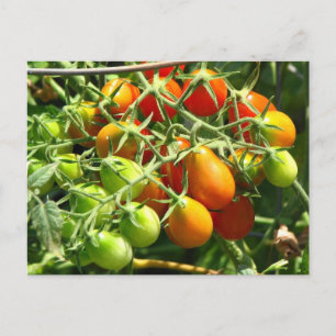 Teelt van tomaten briefkaart