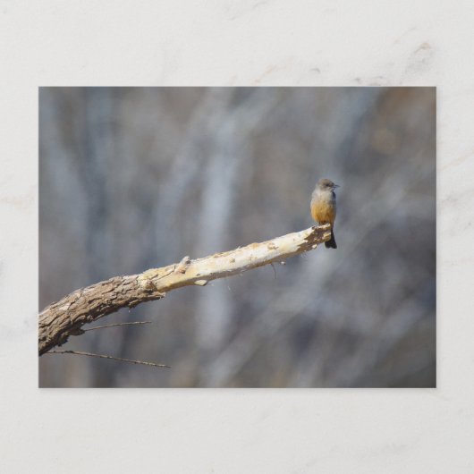 Teenie Tiny Briefkaart (Voorkant)