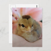 Teeny Baby Kip in mijn hand Briefkaart (Voorkant / Achterkant)