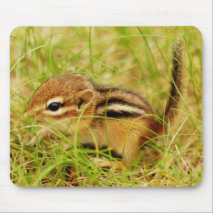 Teeny Tiny Baby Chipmunk Muismat
