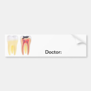 Teeth Anatomy Bumpersticker