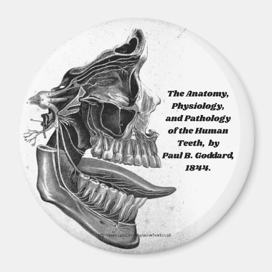 "Teeth" Magneet (Voorkant)