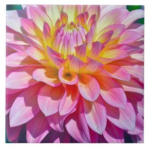 TEGEL, BLOEM, CLOSE-UP VAN ROZE EN GELE DAHLIA TEGELTJE