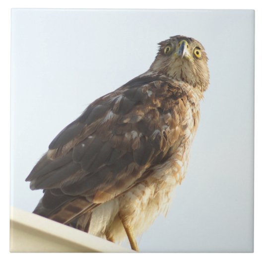 Tegel met rode schouderwand tegeltje (Voorkant)