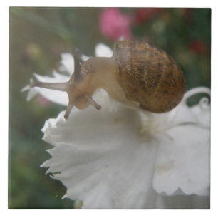 Tegel met Tuinslak en Witte Anjer Tegeltje