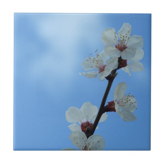 Tegel van keramisch hout tegeltje (Voorkant)