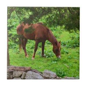 Tegel voor paardengrazing tegeltje