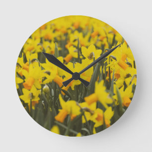 Tegeltje Daffodil Field Ronde Klok