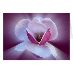 teintes magnolia roses