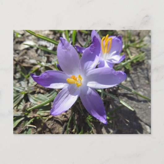 teken van de lente briefkaart (Voorkant)