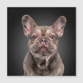 Tekenhond Frans Sierkussen voor bulldog-blocnote (Voorkant)