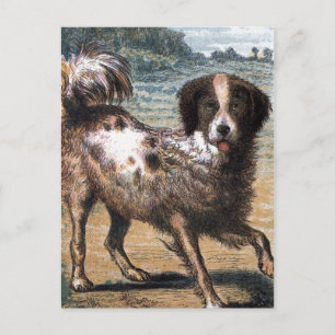 tekening: Een strakke hond Briefkaart
