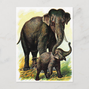 tekening: Moeder Elephant met Calf Briefkaart