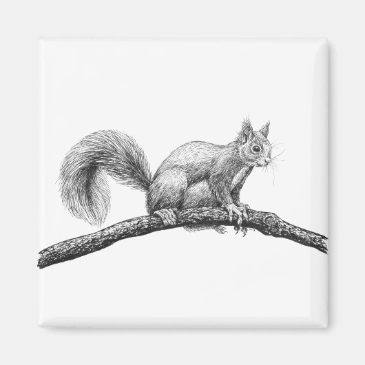 Tekening van de eekhoorn magneet (Voorkant)