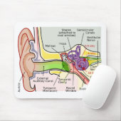 Tekening van de frequentie van de menselijke oor-c muismat (Met muis)